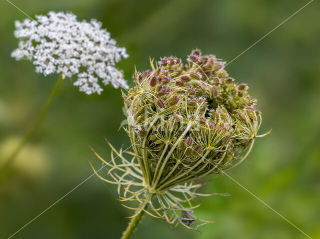 Wild Carrot (Daucus carota)