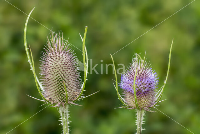 Grote kaardebol (Dipsacus fullonum)