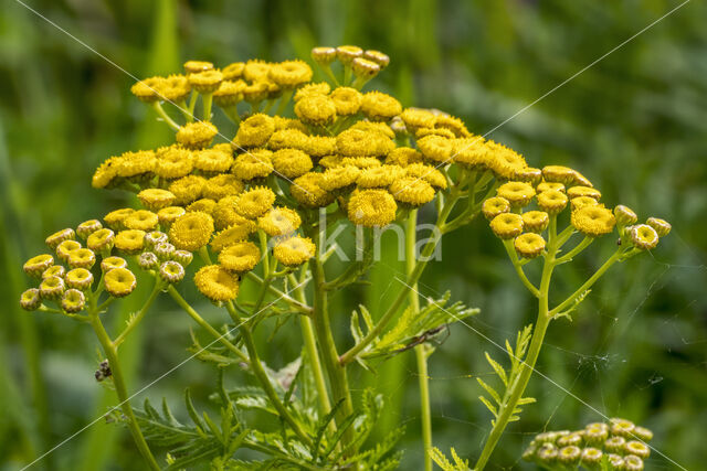 Chrysanthemum vulgare