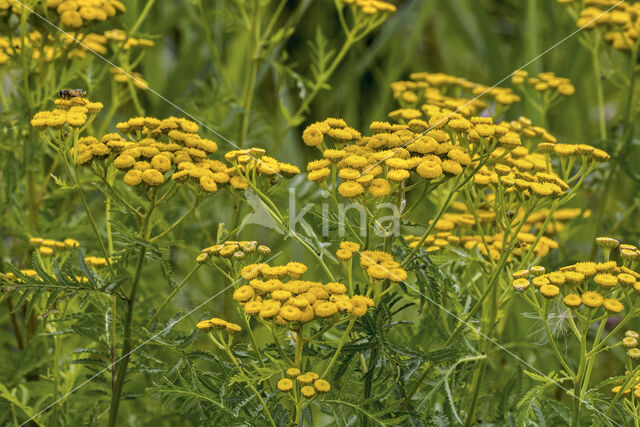 Chrysanthemum vulgare