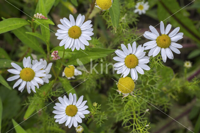 Echte kamille (Matricaria recutita)