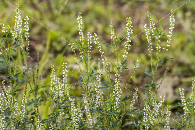 White Melilot (Melilotus albus)