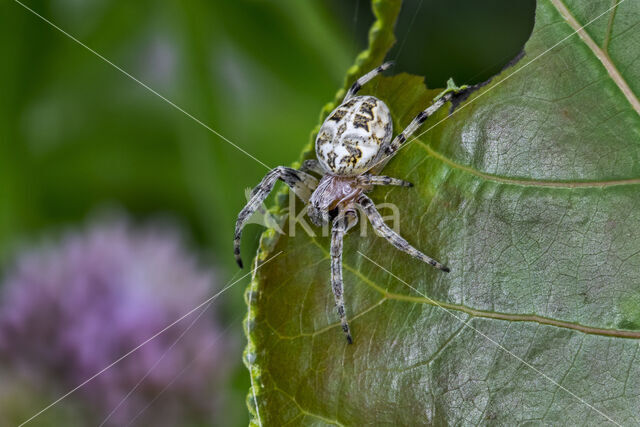 Rietkruisspin (Larinioides cornutus)