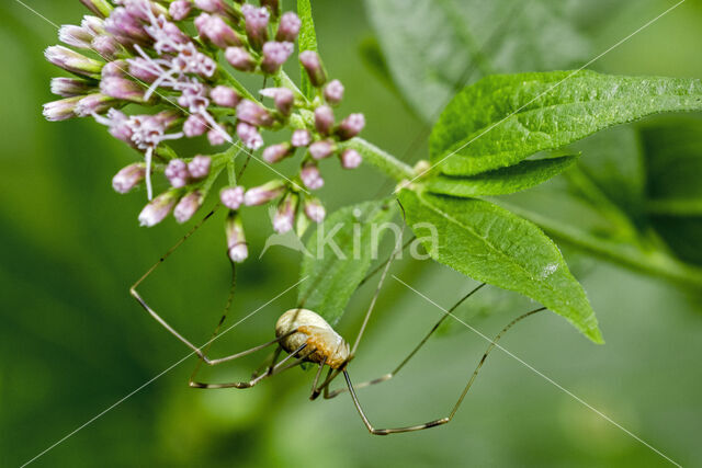 Rode hooiwagen (Opilio canestrinii)