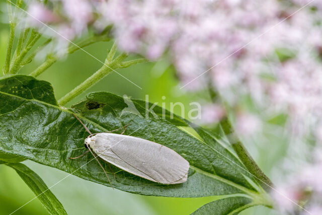 Eilema griseolum