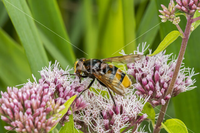 giant hoverfly (Volucella zonaria)