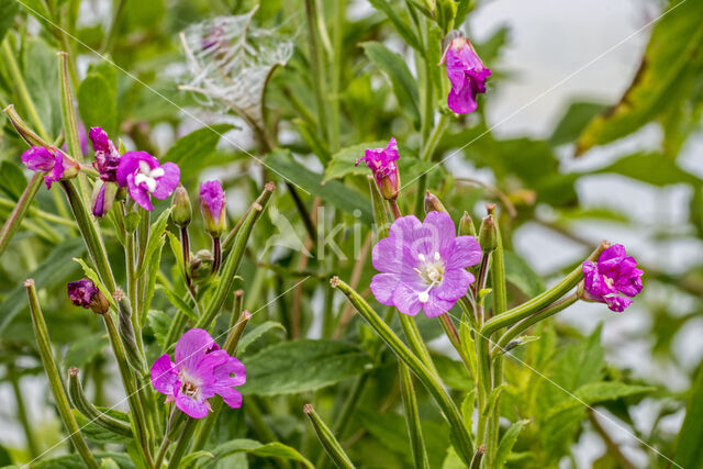 Wilgenroosje (Epilobium hirsutum)