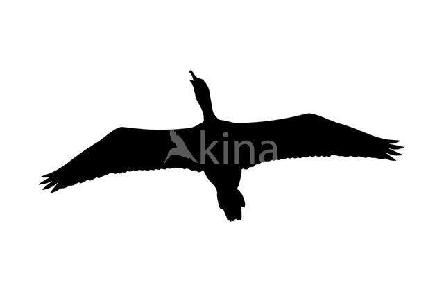 Aalscholver (Phalacrocorax carbo)