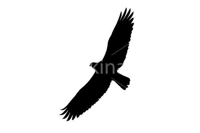 Visarend (Pandion haliaetus)