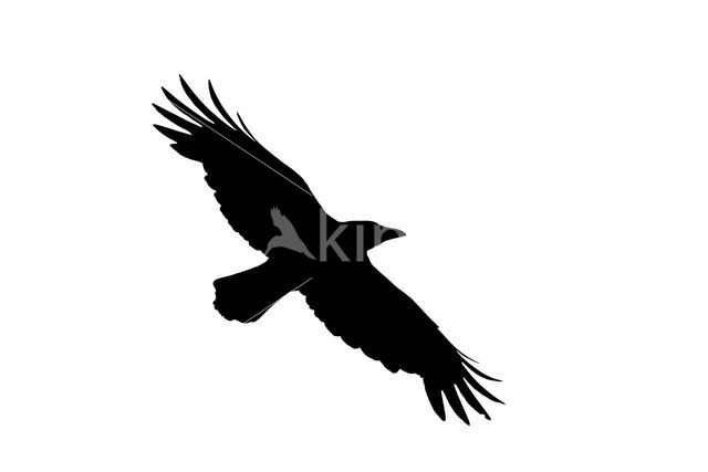 Carrion Crow (Corvus corone)