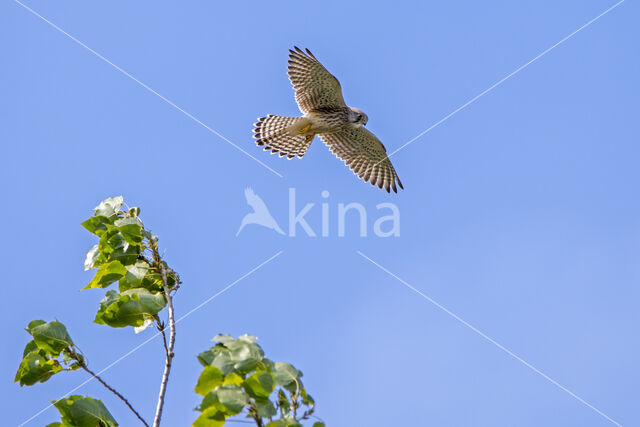 Common Kestrel (Falco tinnunculus)