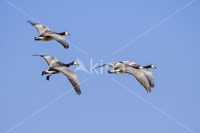 Brandgans (Branta leucopsis)