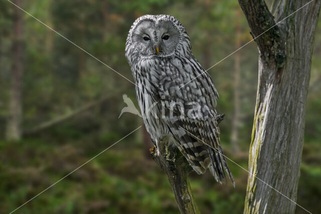 Ural Owl (Strix uralensis)