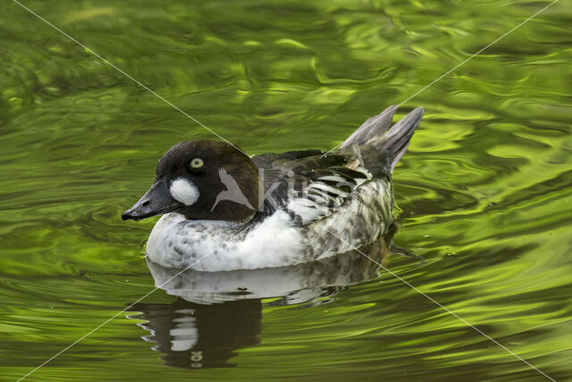 Common Goldeneye (Bucephala clangula)