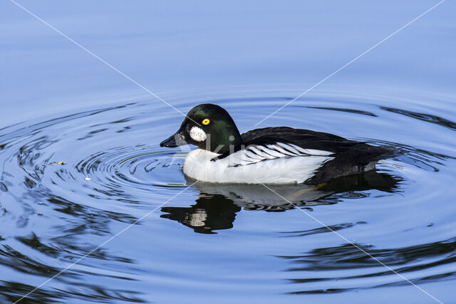 Common Goldeneye (Bucephala clangula)