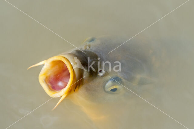 Common Carp (Cyprinus carpio)