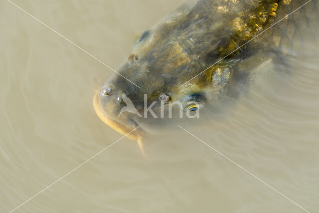 Karper (Cyprinus carpio)