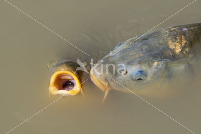 Karper (Cyprinus carpio)