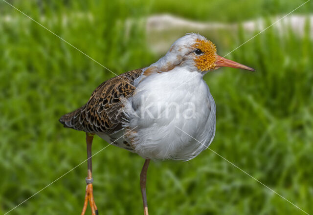 Ruff (Philomachus pugnax)