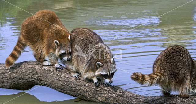 northern raccoon (Procyon lotor)