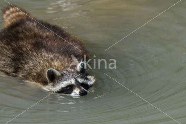 northern raccoon (Procyon lotor)