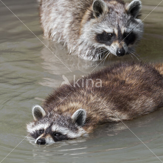 northern raccoon (Procyon lotor)