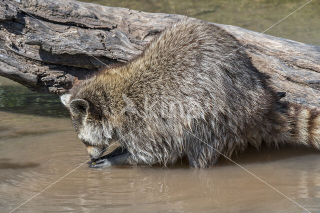 northern raccoon (Procyon lotor)