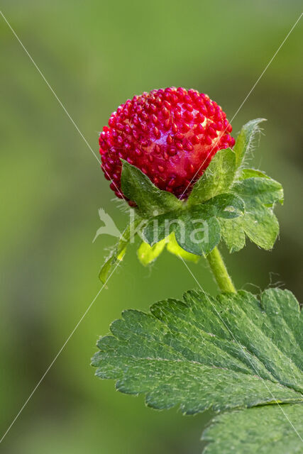 Indische aardbei (Duchesnea indica)