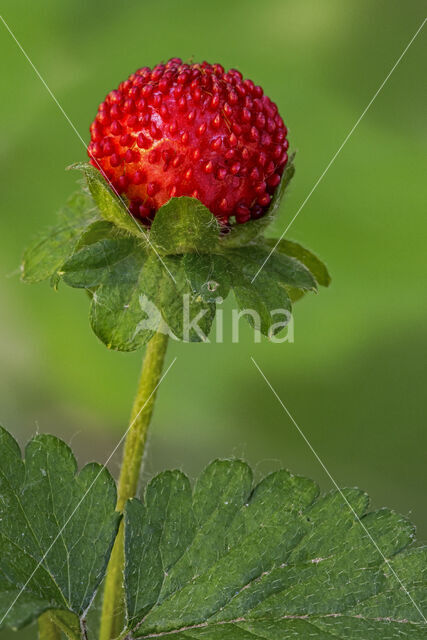 Indische aardbei (Duchesnea indica)