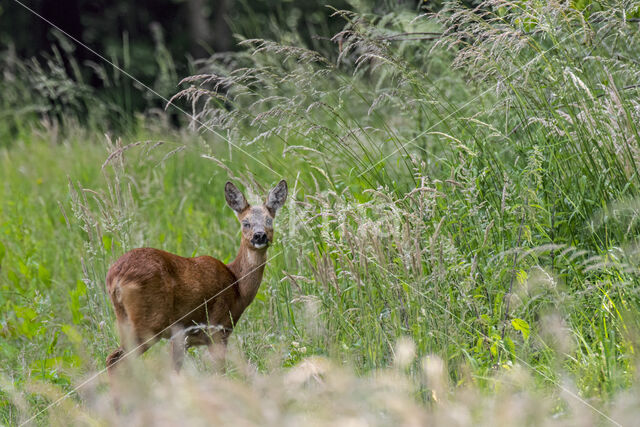 Roe Deer (Capreolus capreolus)