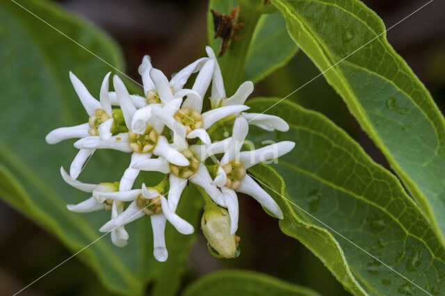 white swallow-wort (Cynanchum vincetoxicum)