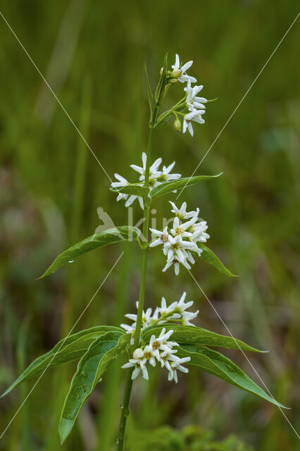 white swallow-wort (Cynanchum vincetoxicum)