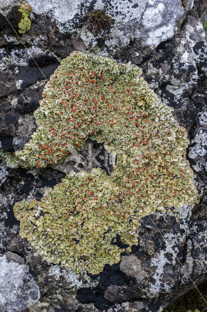 Stonewall rim lichen (Lecanora muralis)