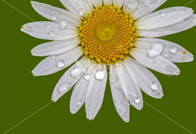 Marguerite (Chrysanthemum leucanthemum)