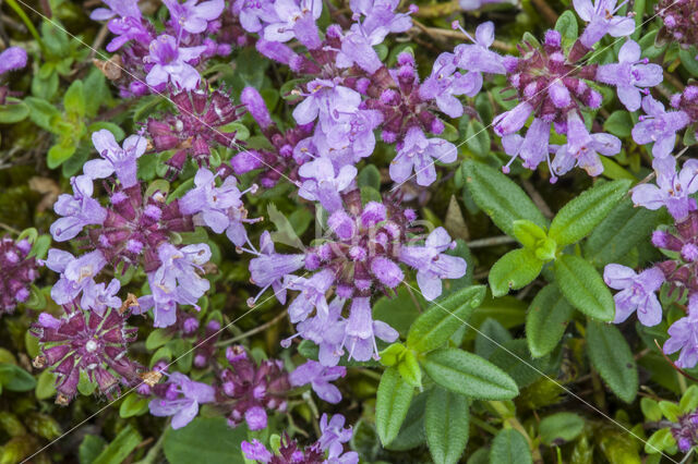 Breckland Thyme (Thymus serpyllum)