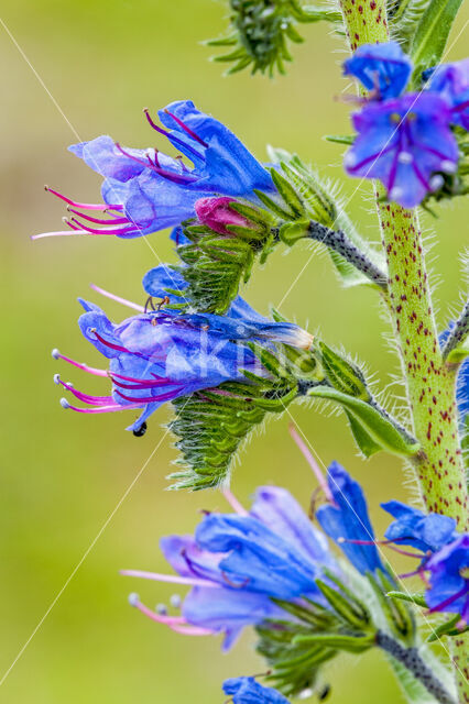 Viper's-bugloss (Echium vulgare)