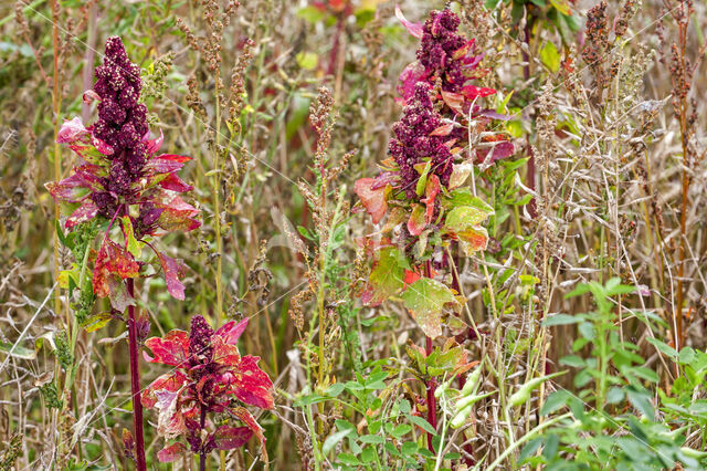 Quinoa (Chenopodium quinoa)