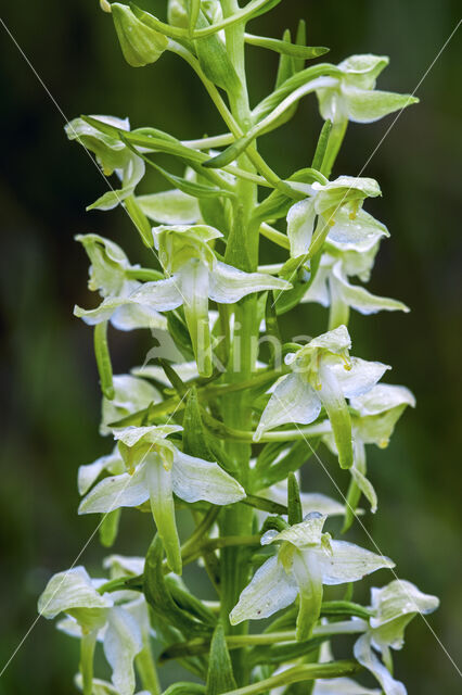 Orchis chlorantha