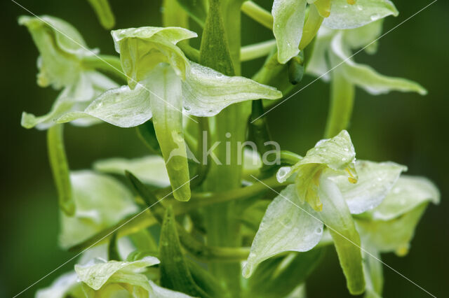 Orchis chlorantha