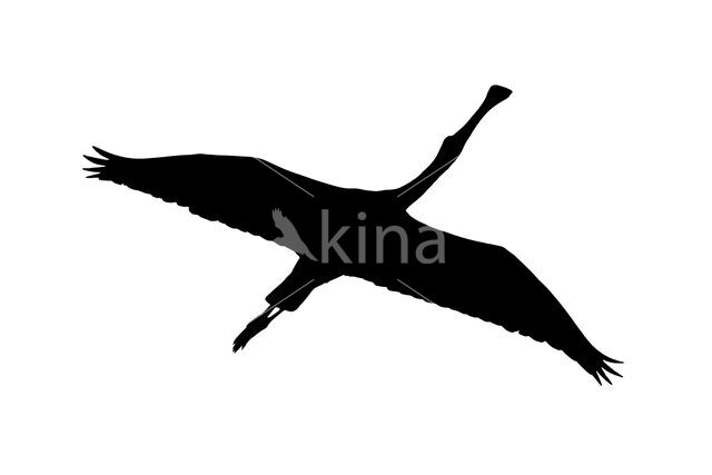 Eurasian Spoonbill (Platalea leucorodia)