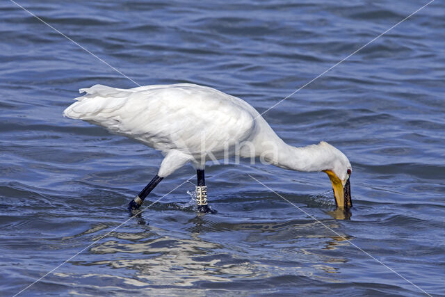 Lepelaar (Platalea leucorodia)