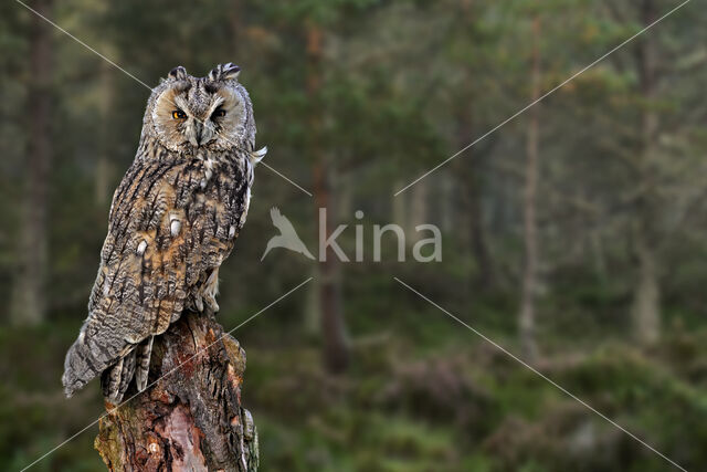 Long-eared Owl (Asio otus)