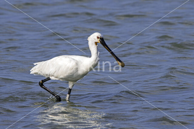 Lepelaar (Platalea leucorodia)