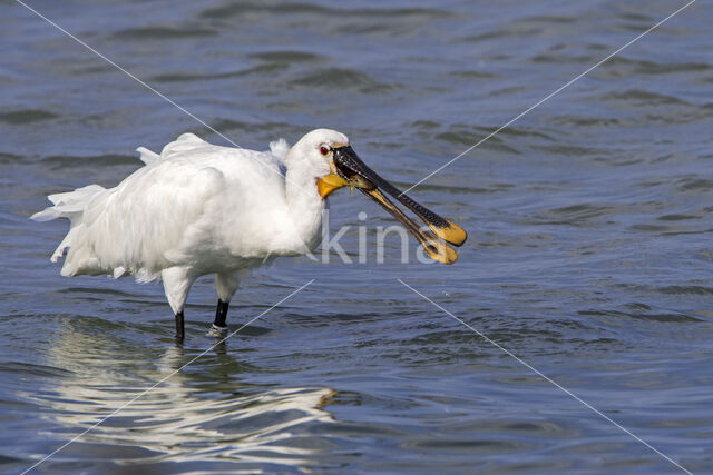 Eurasian Spoonbill (Platalea leucorodia)