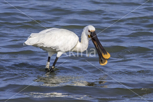 Eurasian Spoonbill (Platalea leucorodia)