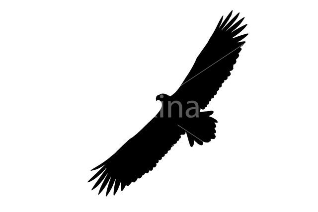 White-tailed Sea Eagle (Haliaeetus albicilla)