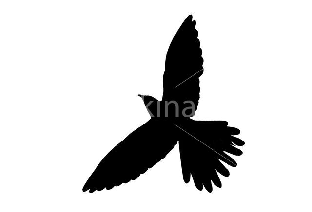 Common Cuckoo (Cuculus canorus)