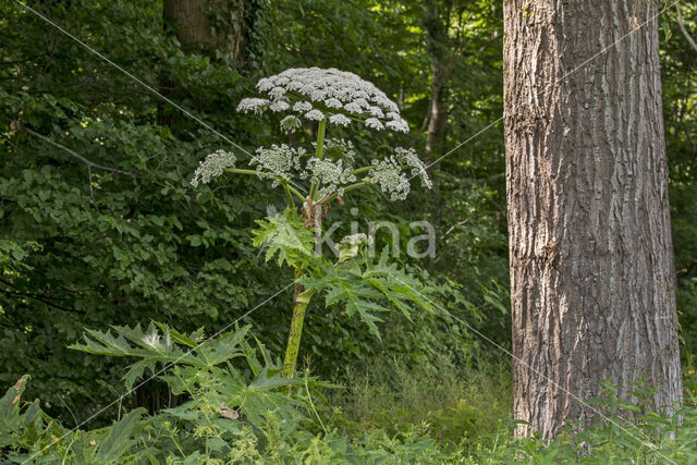 Giant Hogweed (Heracleum mantegazzianum)