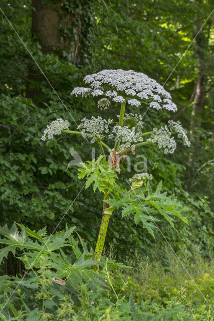 Giant Hogweed (Heracleum mantegazzianum)