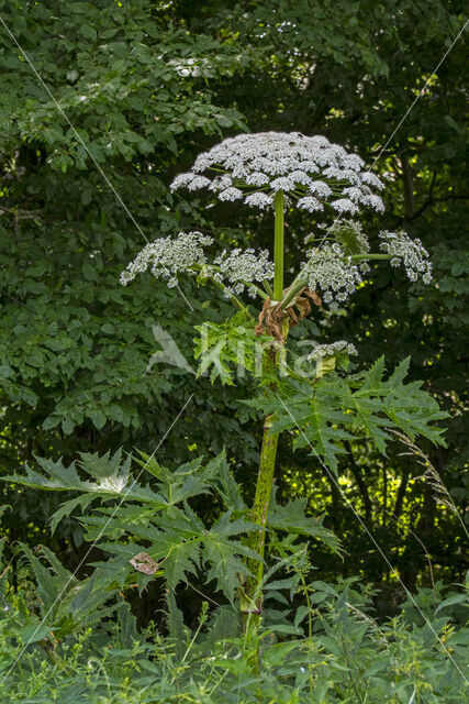 Giant Hogweed (Heracleum mantegazzianum)